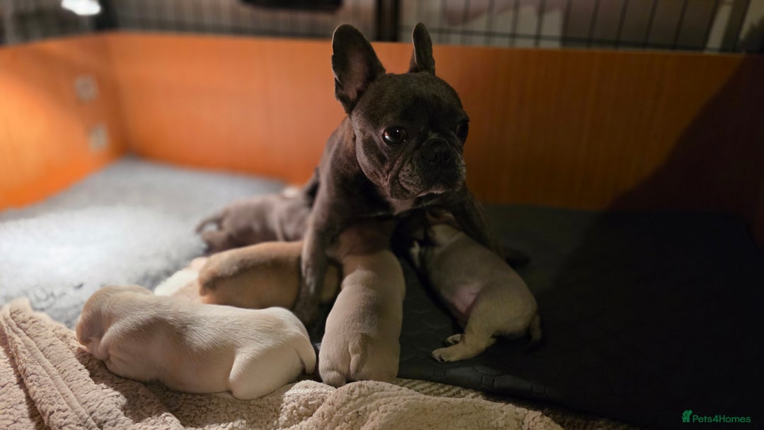 Mixed Breed dogs for sale: French bulldog x Chihuahua puppies - Image 18