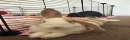 French Lop rabbits for sale: 2 BONDED FEMALE RABBITS in Teddington - Advert 8