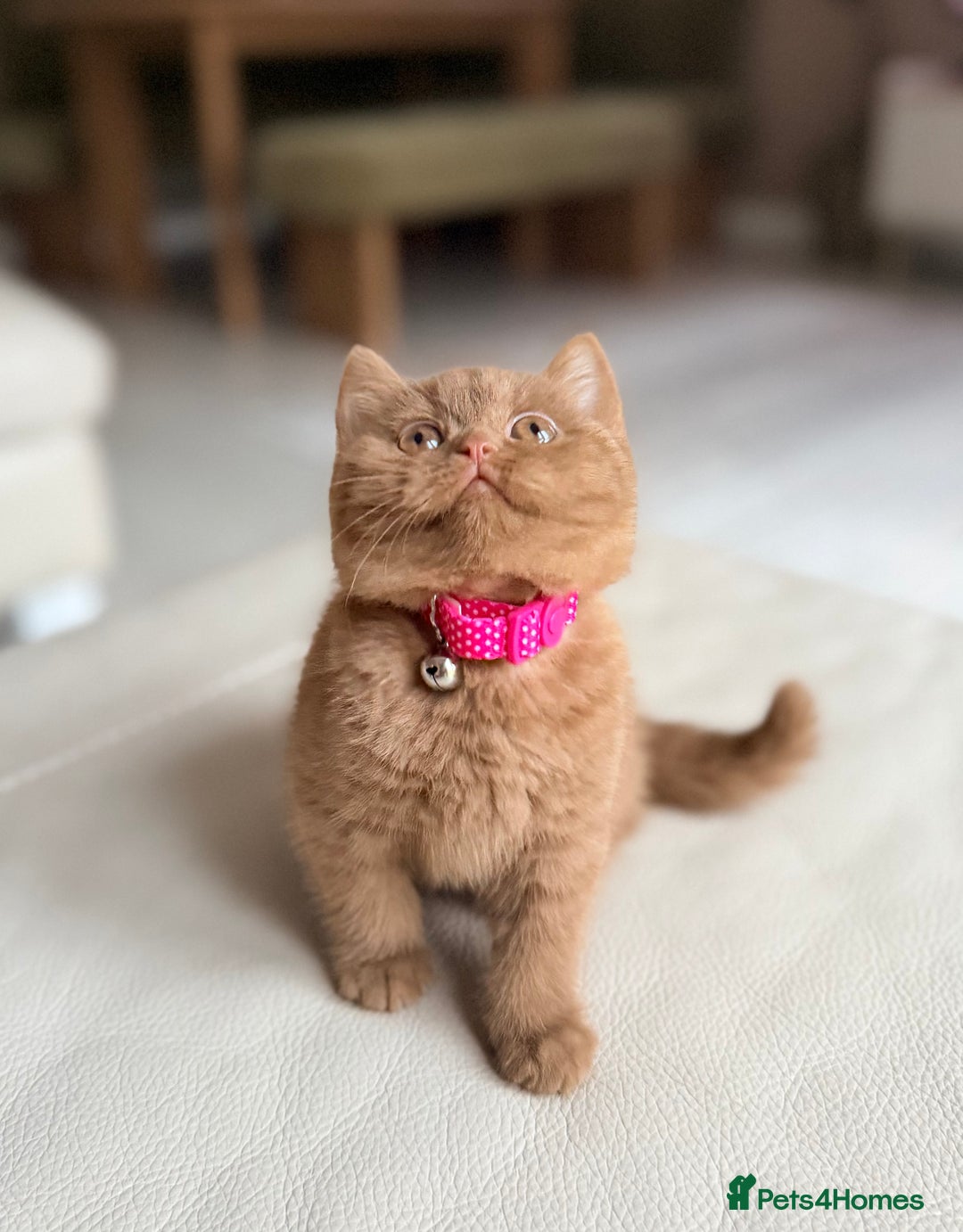British Shorthair cats for sale: Pedigree Cinnamon British Shorthair Kitten - Advert 3