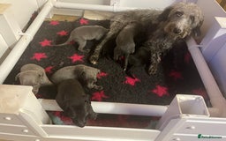 Whippet dogs for sale: Bedlington/Whippet Puppies - Advert 8