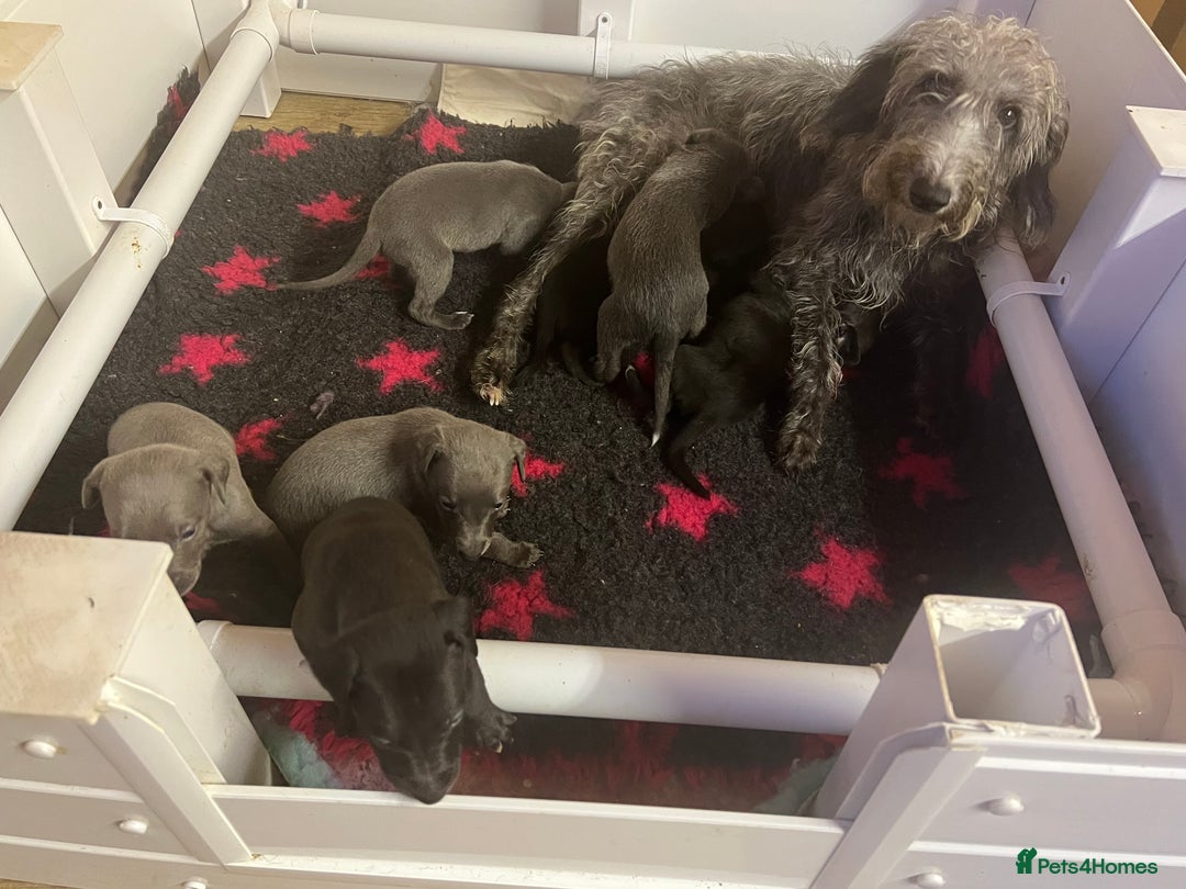 Whippet dogs for sale: Bedlington/Whippet Puppies - Advert 8