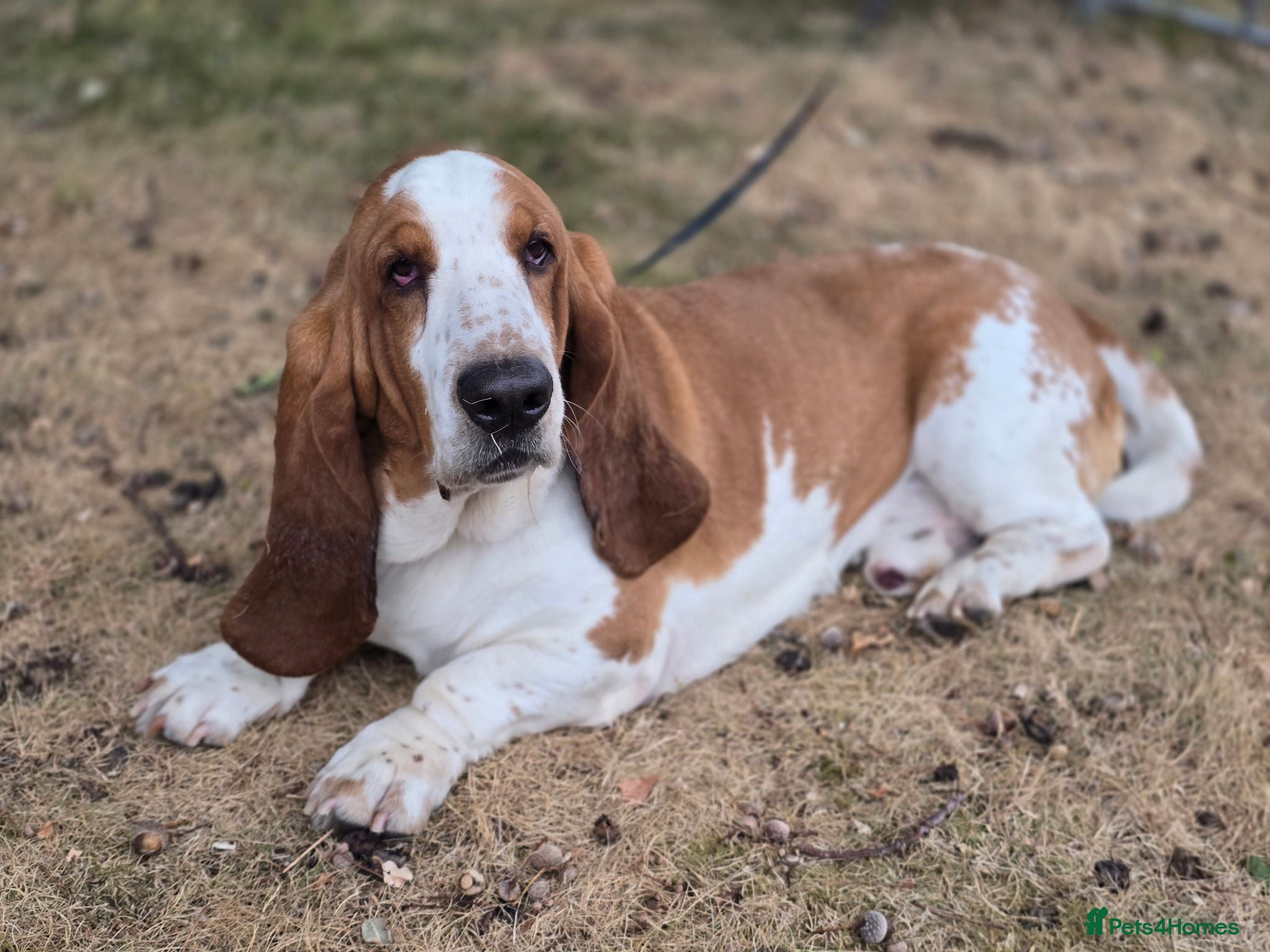 Basset Hound dogs Basset Hound Proven Stud - Advert 1