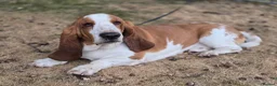 Basset Hound dogs for stud: Basset Hound Proven Stud - Advert 1