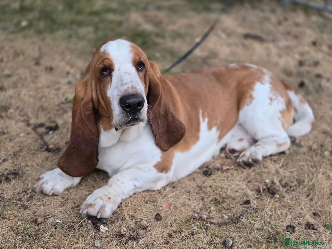 Basset Hound dogs for stud: Basset Hound Proven Stud - Advert 1