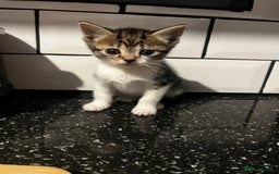 Mixed Breed cats for sale: 2 Kittens For Sale - Image 4