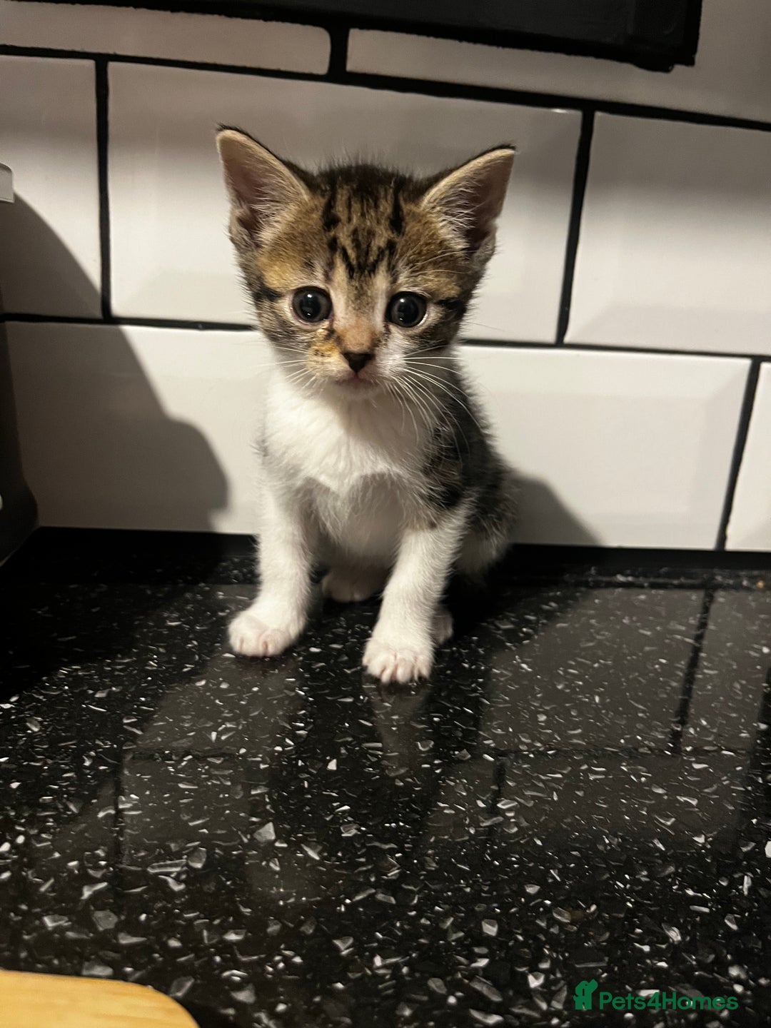 Mixed Breed cats for sale: 2 Kittens For Sale - Image 4