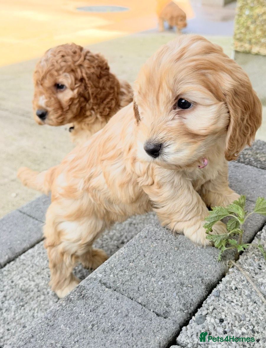 Cockapoo dogs Stunning COCKAPOO F1b - Advert 1