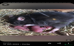 Rat rodents for sale: Fancy,Dumbo,Siamese & Rex ( NEW LITTERS AVAILABLE) - Image 15