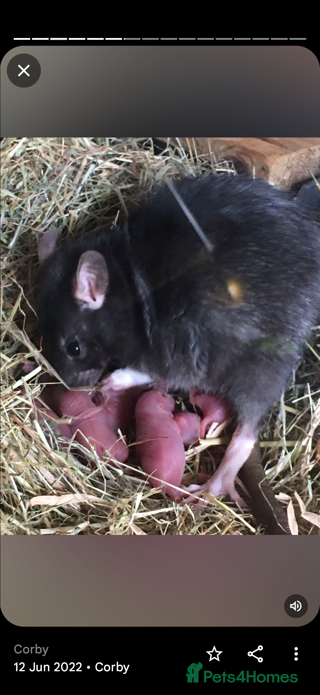 Rat rodents for sale: Fancy,Dumbo,Siamese & Rex ( NEW LITTERS AVAILABLE) - Image 15