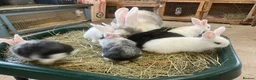 Mixed Breed rabbits for sale: Continental Giant X Giant Papillon Babies  - Advert 3