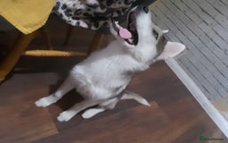 Siberian Husky dogs for sale: ONLY 2 PUPPIES LEFT!!! - Image 12