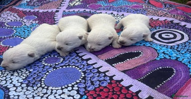 West Highland Terrier dogs - Advert 14
