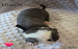 Mixed Breed dogs for sale: Old english bulldross cross american bulldog 😍❤️  - Advert 14