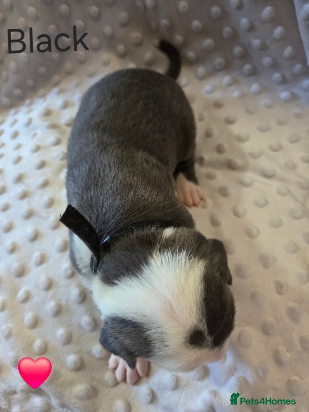 Mixed Breed dogs for sale: Old english bulldross cross american bulldog 😍❤️  - Advert 14