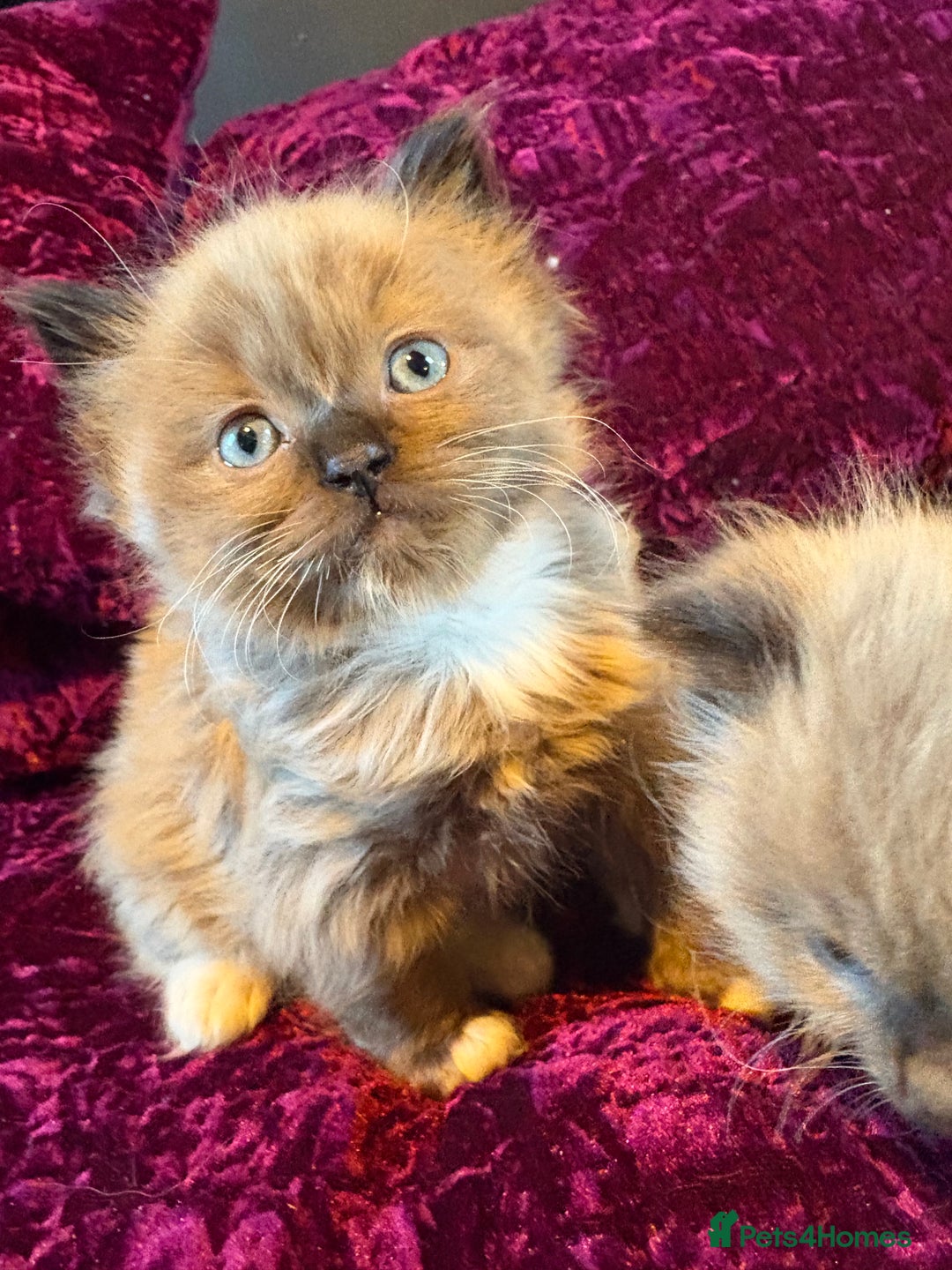 Ragdoll cats for sale: Beautiful mink ragdoll girls  - Advert 6
