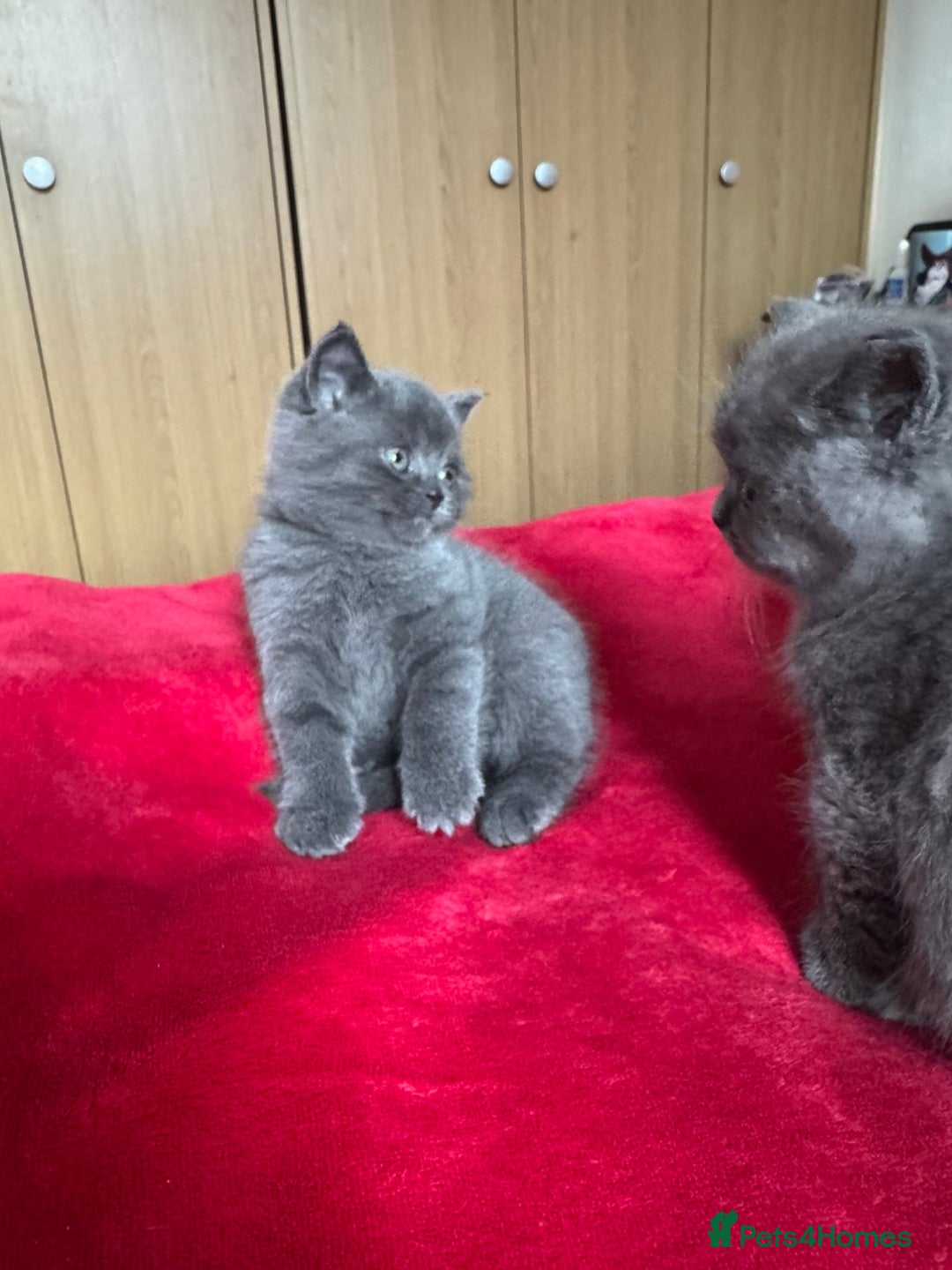 British Shorthair cats for sale: 3 kittens for sale - Advert 6