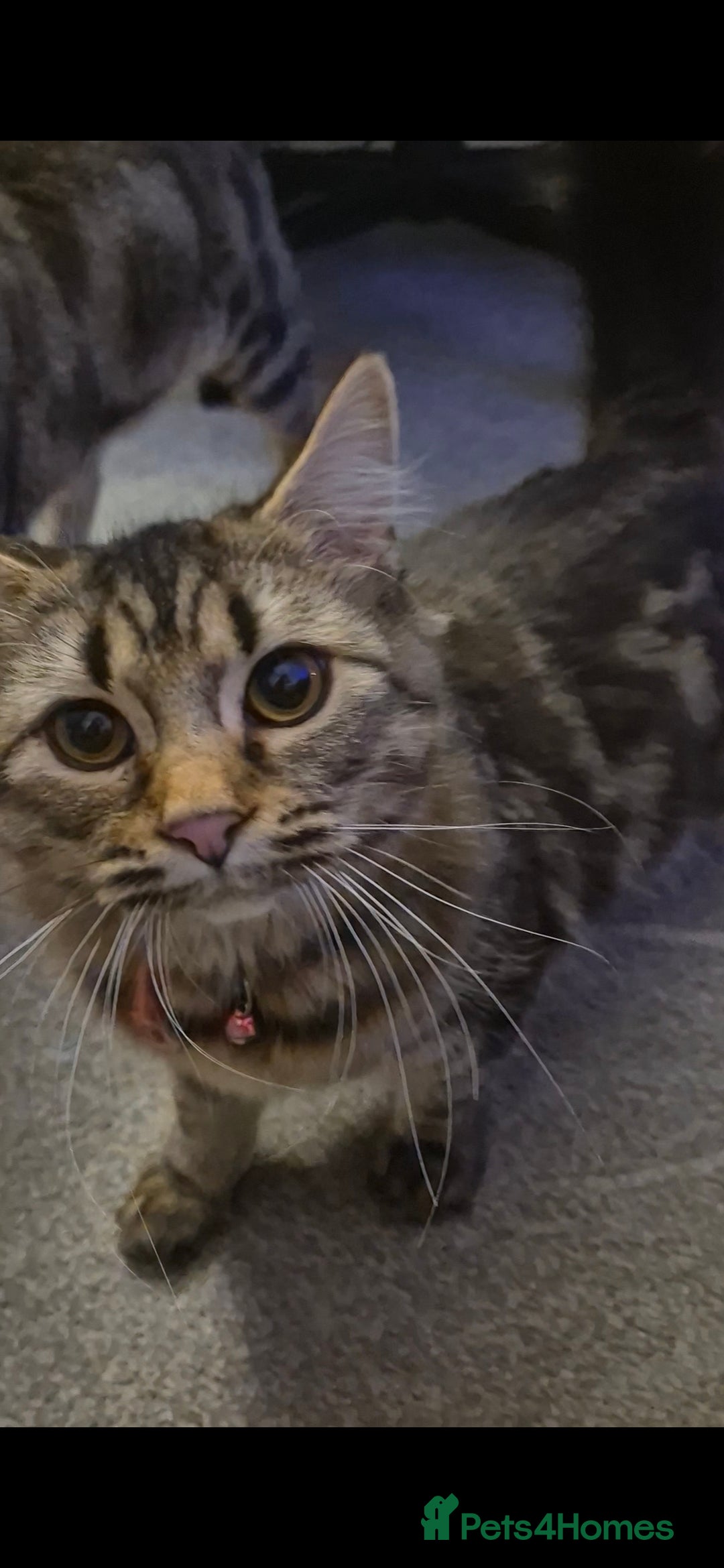 Bengal cats for sale: Beautiful Bengal X Maine Coon - Advert 7