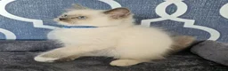 Ragdoll cats for sale: 5⭐️ Council licence held. GCCF reg kittens  - Advert 4