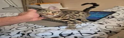 Mixed Breed cats for sale: Cute tabby kitten - Advert 4