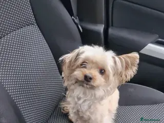 Mixed Breed dogs Millie - Advert 1