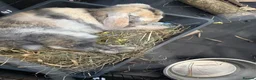 Mixed Breed rabbits for sale: Adorable Lop Rabbit Looking for a Loving Home - Advert 2