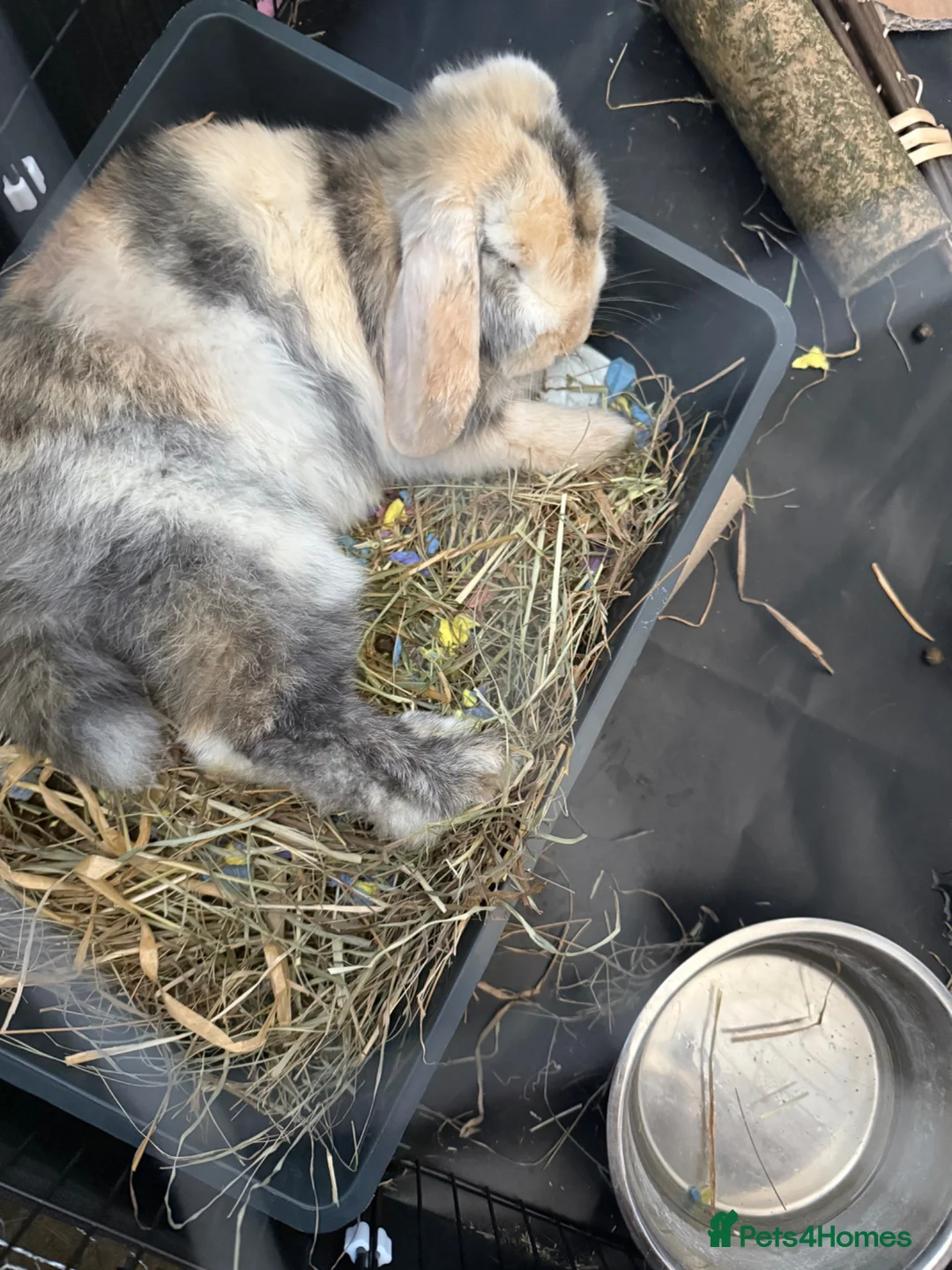 Mixed Breed rabbits for sale: Adorable Lop Rabbit Looking for a Loving Home - Advert 2