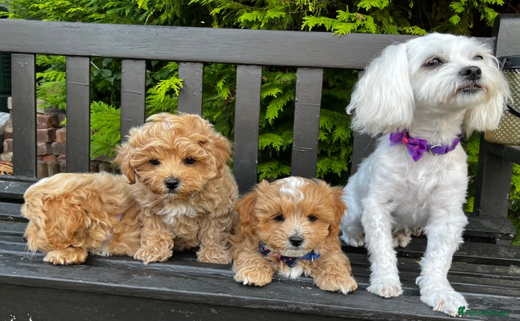 Maltipoo dogs - Advert 6