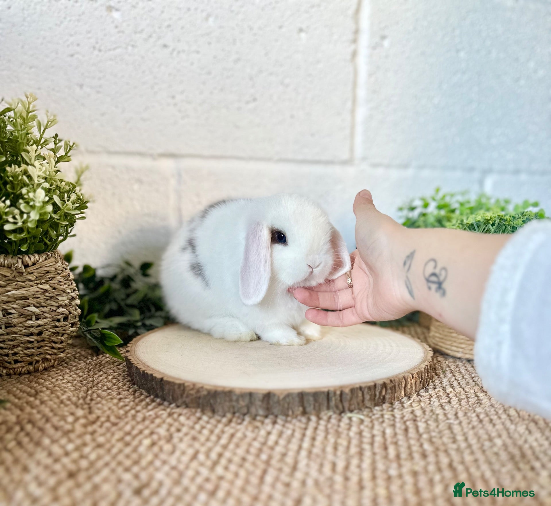 Mini Lop rabbits Mini Lops available to reserve🐰🌿  - Advert 1
