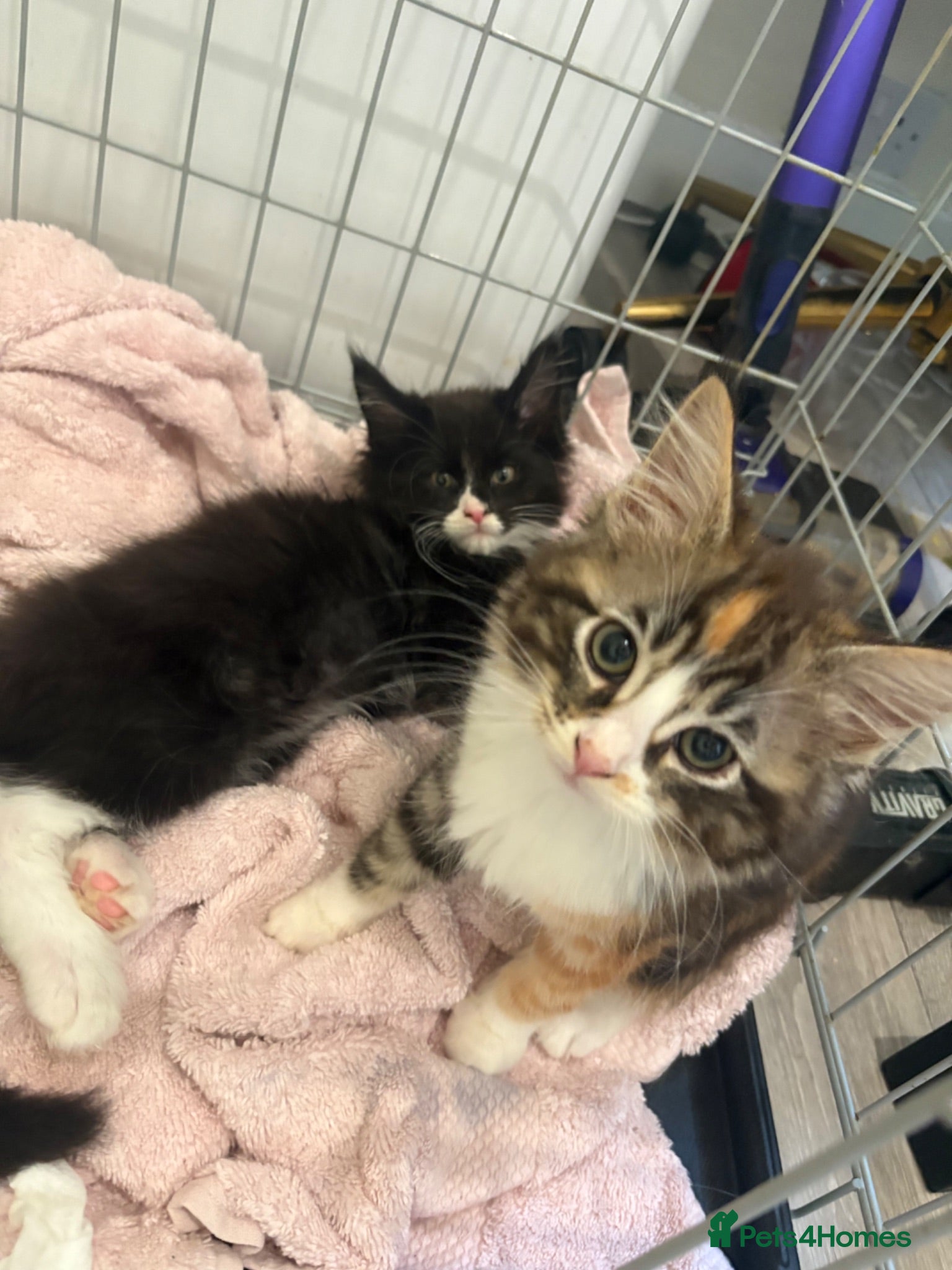 Maine Coon cats Maincoon X Ragdoll READY FOR COLLECTION  - Advert 1