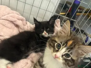Maine Coon cats for sale: Maincoon X Ragdoll READY FOR COLLECTION - Advert 2