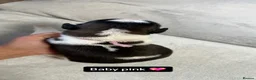 Saint Bernard dogs for sale: Exceptional litter of show quality pups  - Advert 6