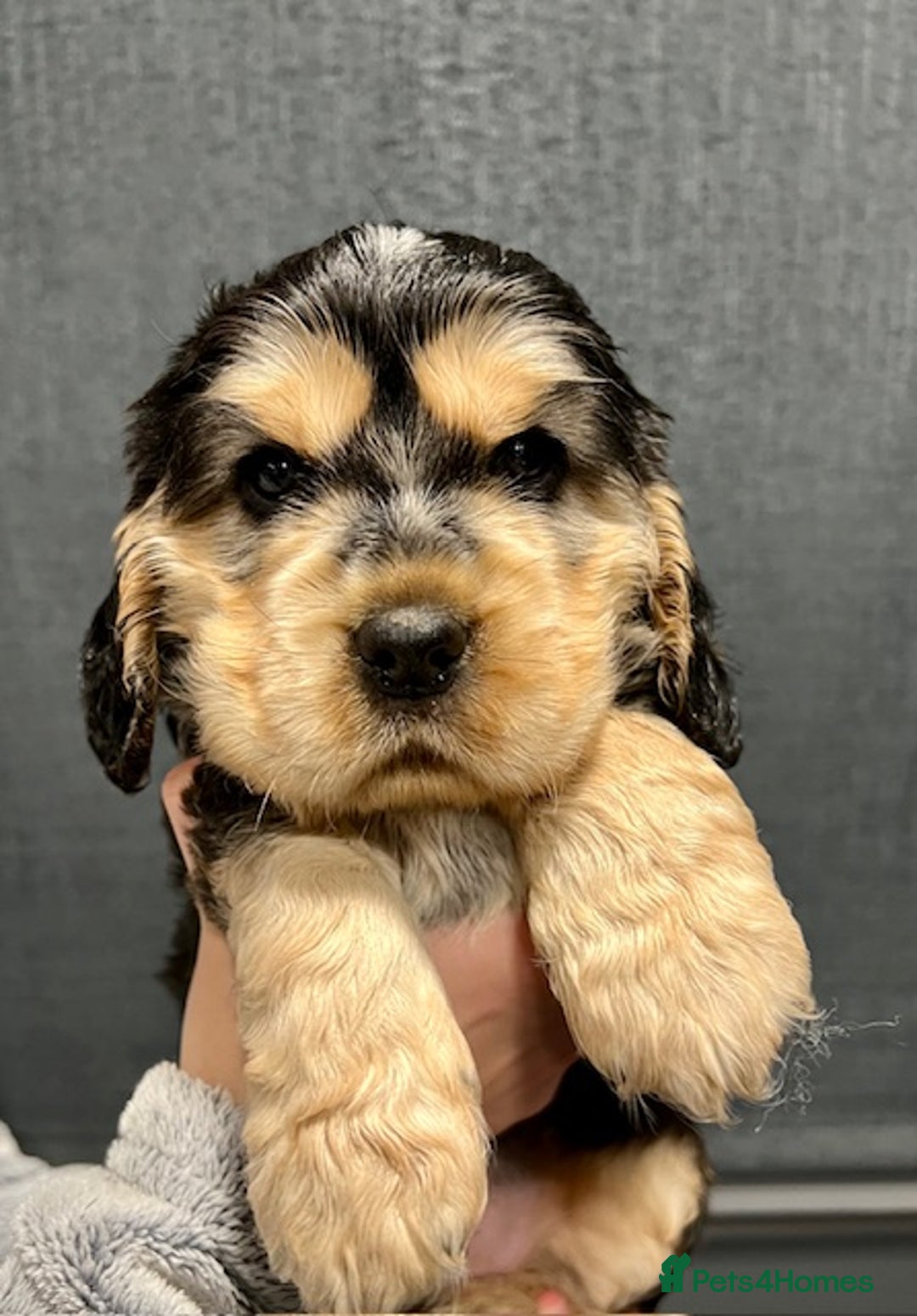Cocker Spaniel dogs for sale: Show Cocker Spaniel puppies from DNA tested parent - Advert 10