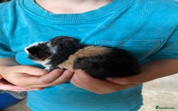 Guinea Pig rodents for sale: Baby Guinea pigs available soon  - Image 3
