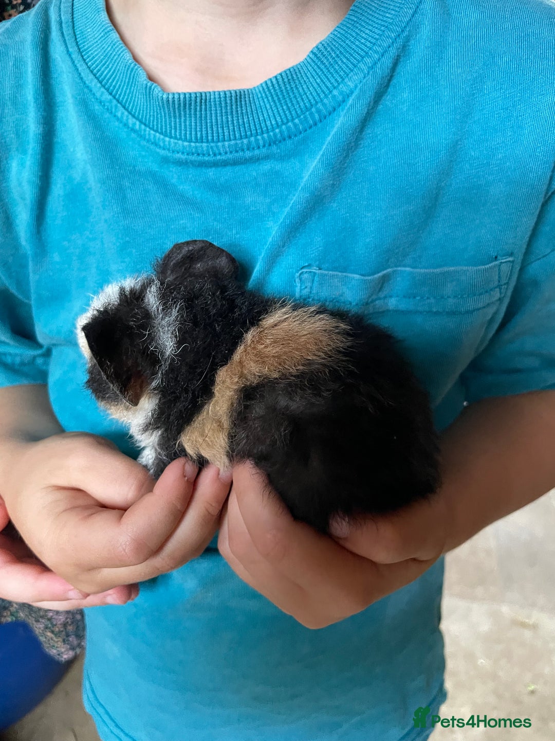 Guinea Pig rodents for sale: Baby Guinea pigs available soon  - Image 3