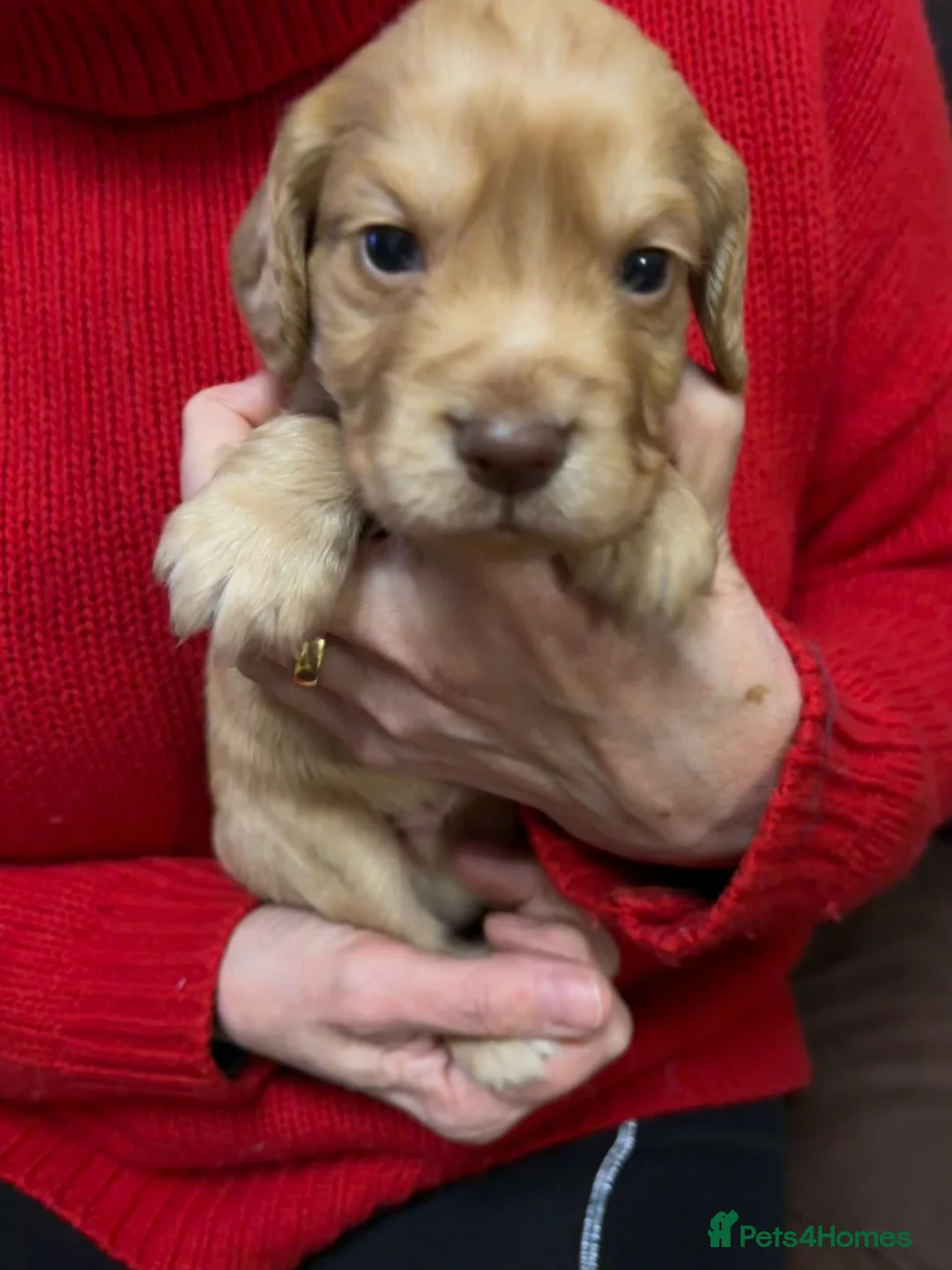 Cocker Spaniel dogs for sale: KC Registered Working Cocker Spaniel Puppies  - Advert 6
