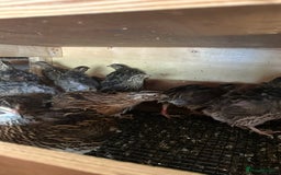 Quail poultry for sale: Quail for sale jumbo size & standard  - Image 4