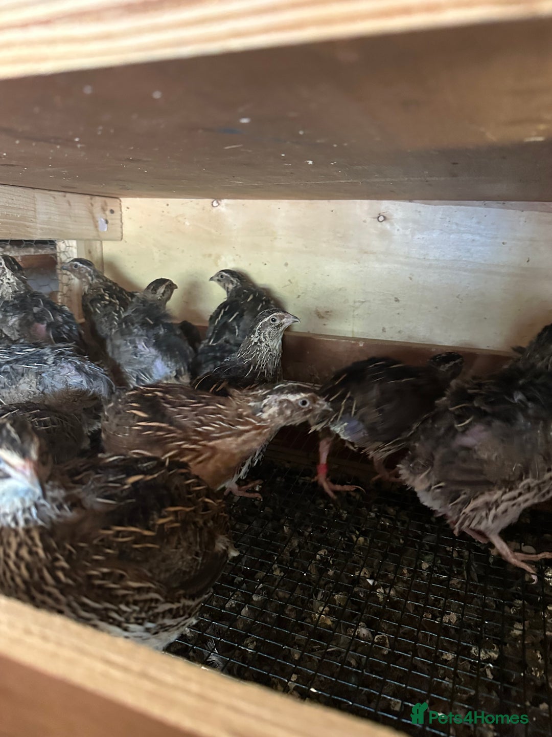 Quail poultry for sale: Quail for sale jumbo size & standard  - Image 4