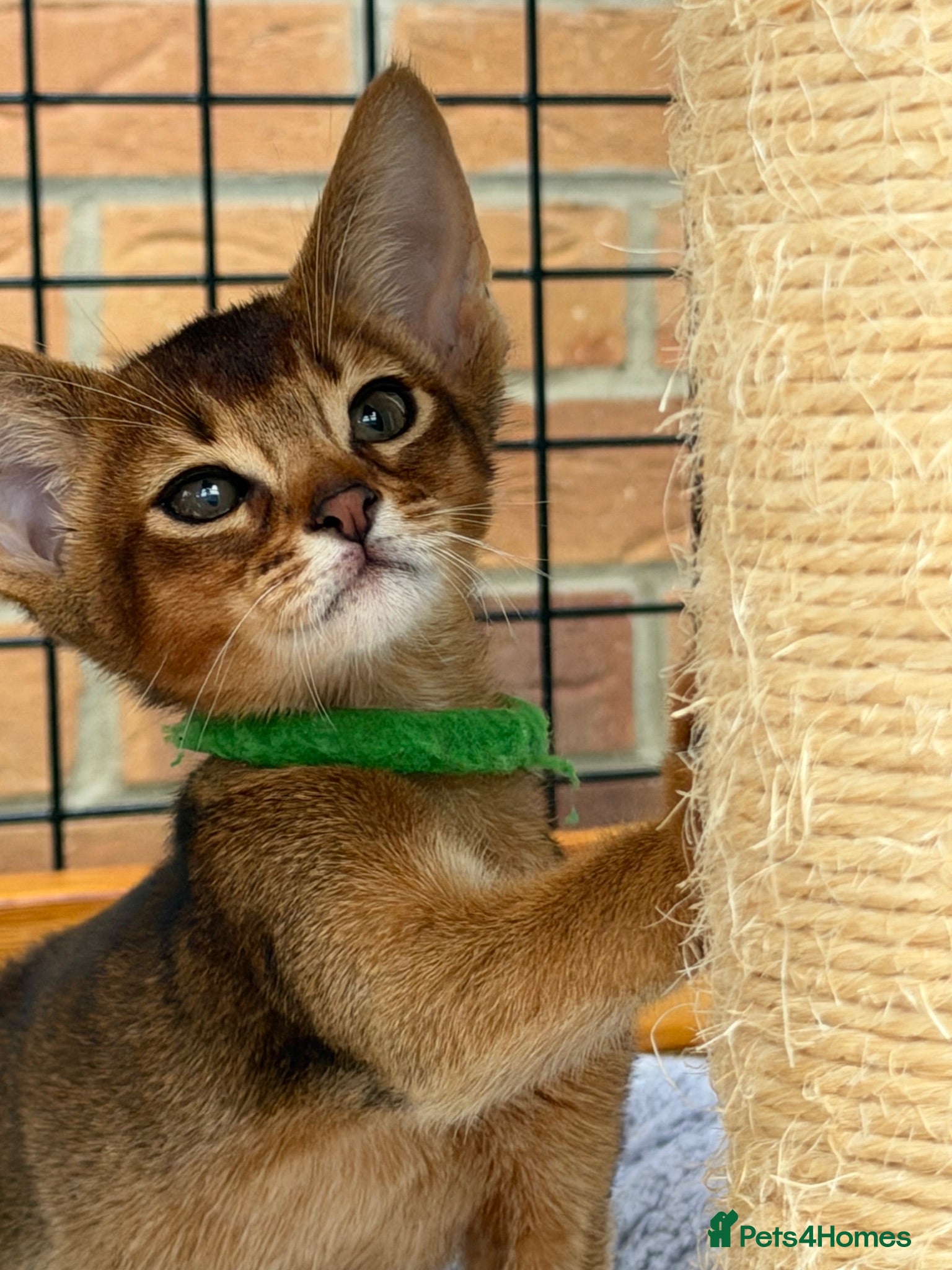 Abyssinian cats Pure breed Abyssinian kitten’s GCCF registered  - Advert 1
