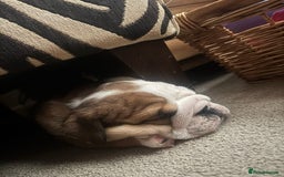 English Bulldog dogs for sale: 2 Beautiful Red & White English Bulldogs - Image 24