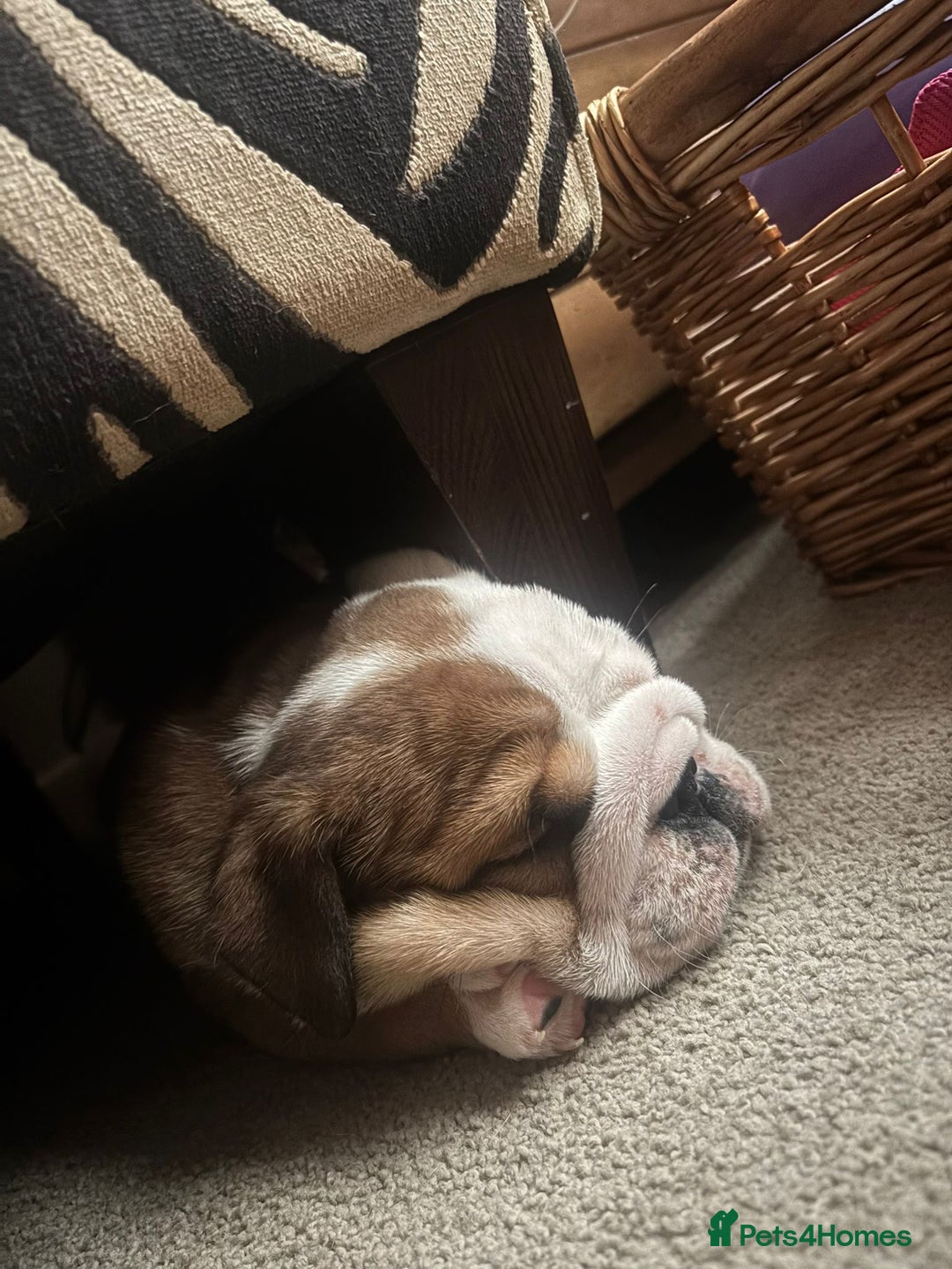 English Bulldog dogs for sale: 2 Beautiful Red & White English Bulldogs - Image 24