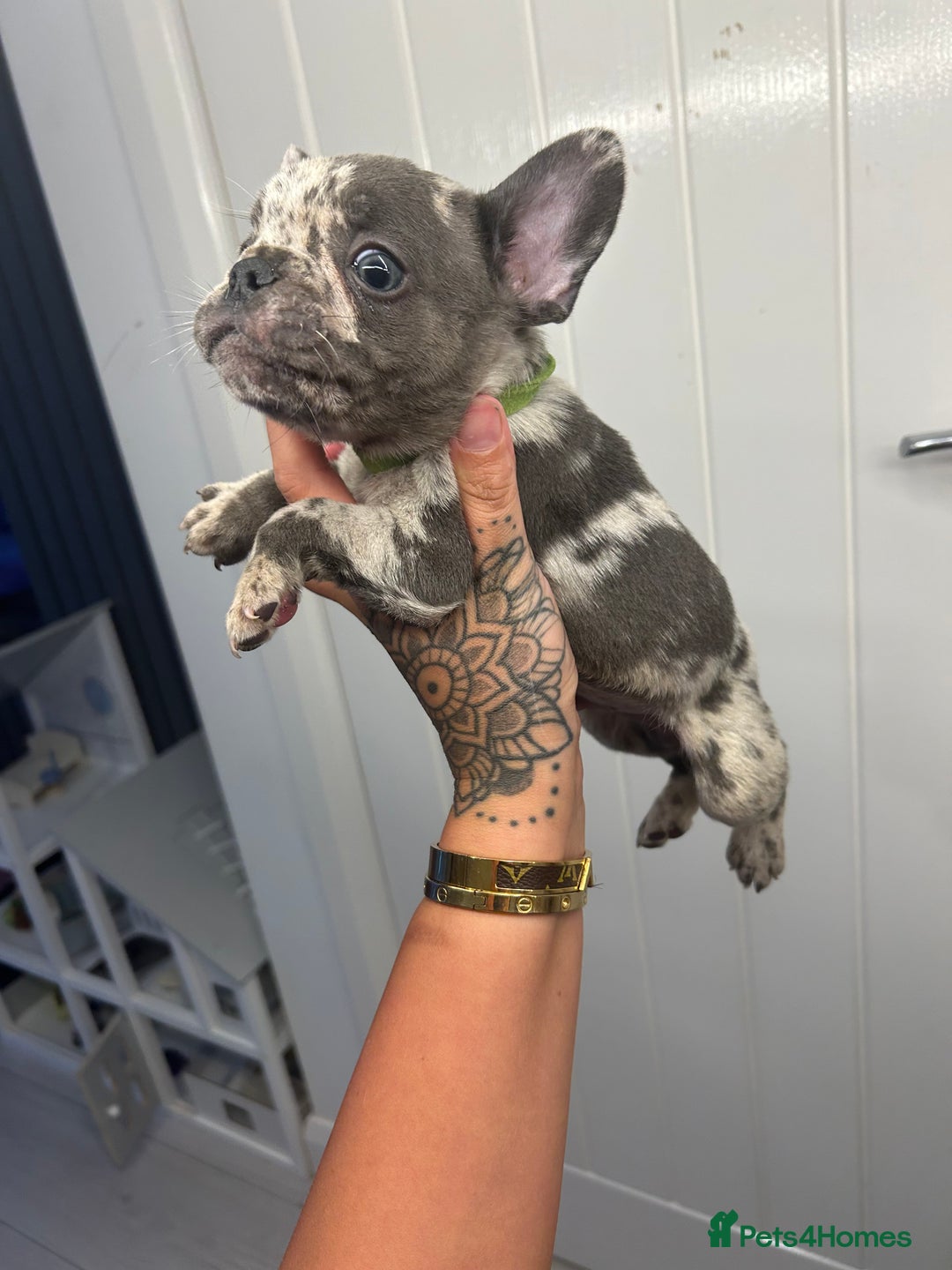 French Bulldog dogs for sale: Ready to go! Beautiful French bulldogs  - Image 22