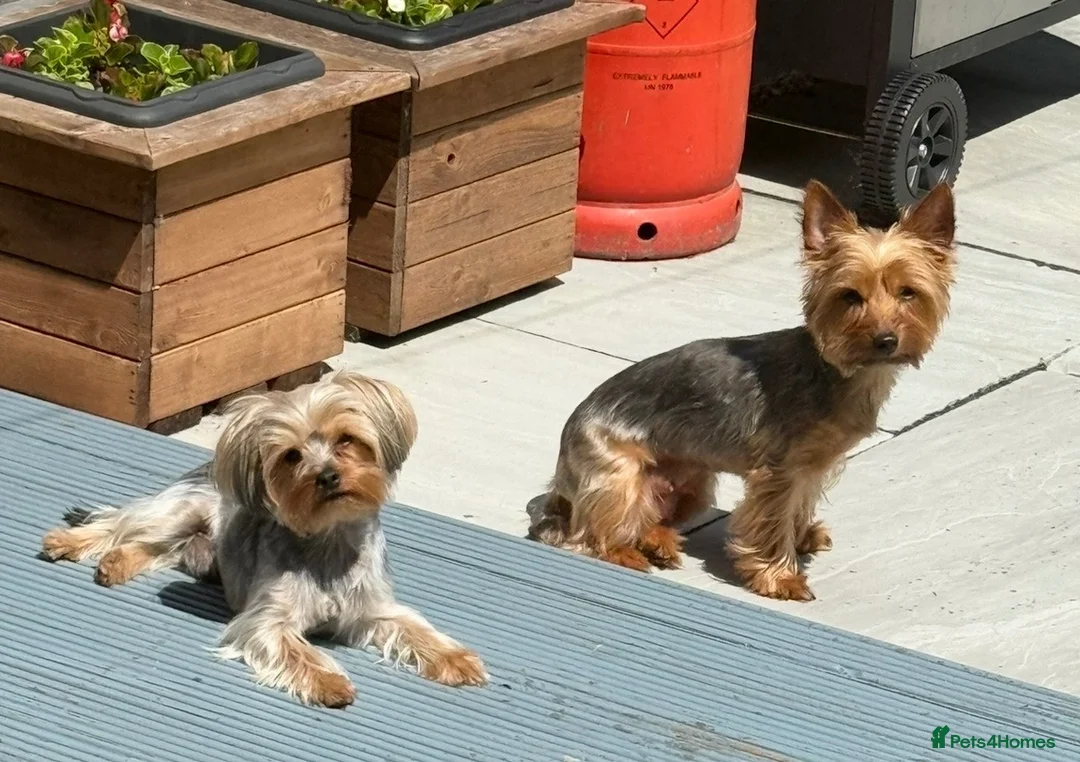 Yorkshire Terrier dogs for sale: Yorkshire terrier puppies 2 girls 4 boys  - Advert 3