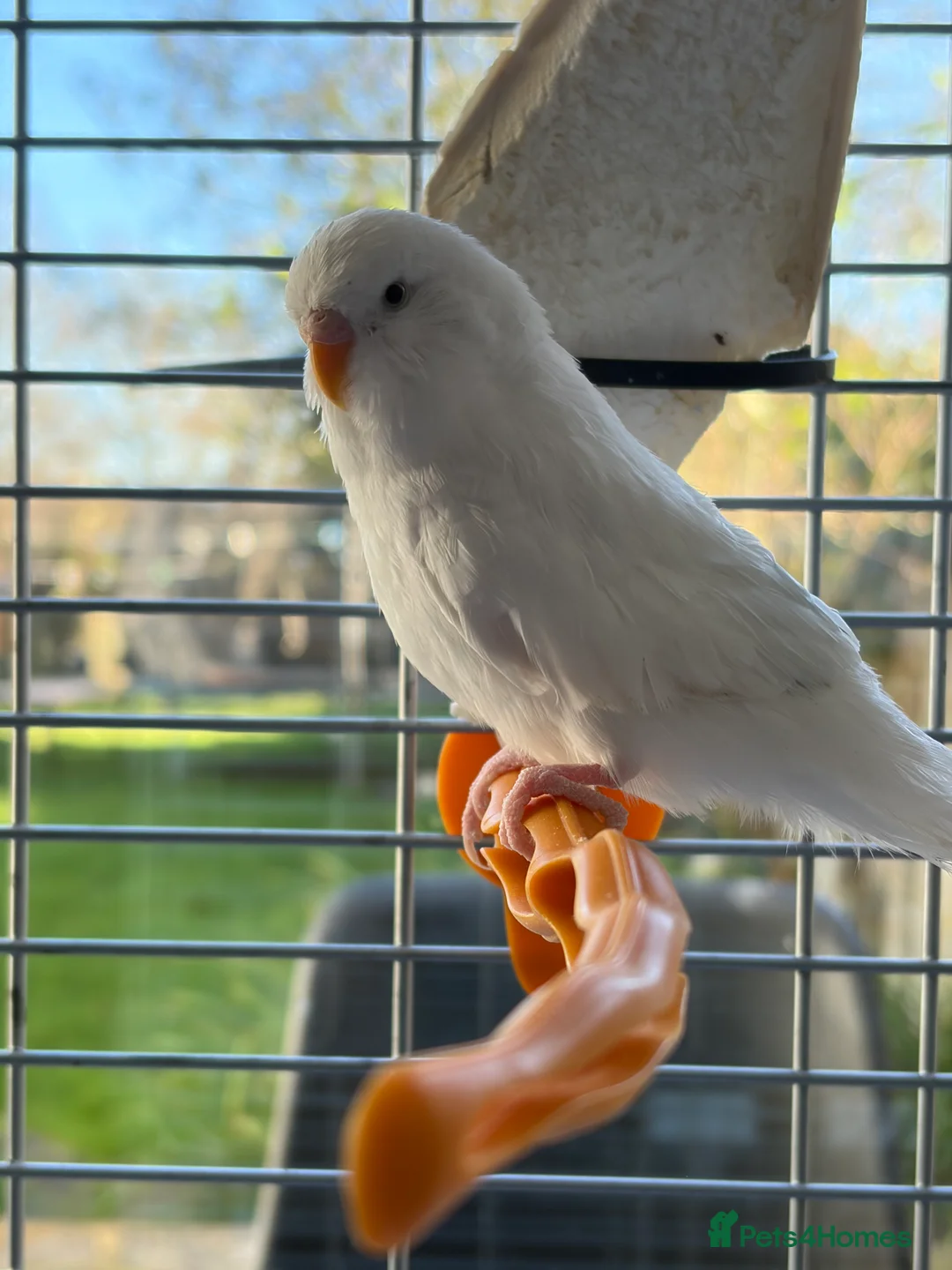 Budgerigars birds for sale: 2 young budgies and their mother for sale - Advert 3