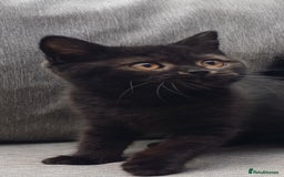 British Shorthair cats for sale: Ready now! Affectionate Black GCCF female - Image 15