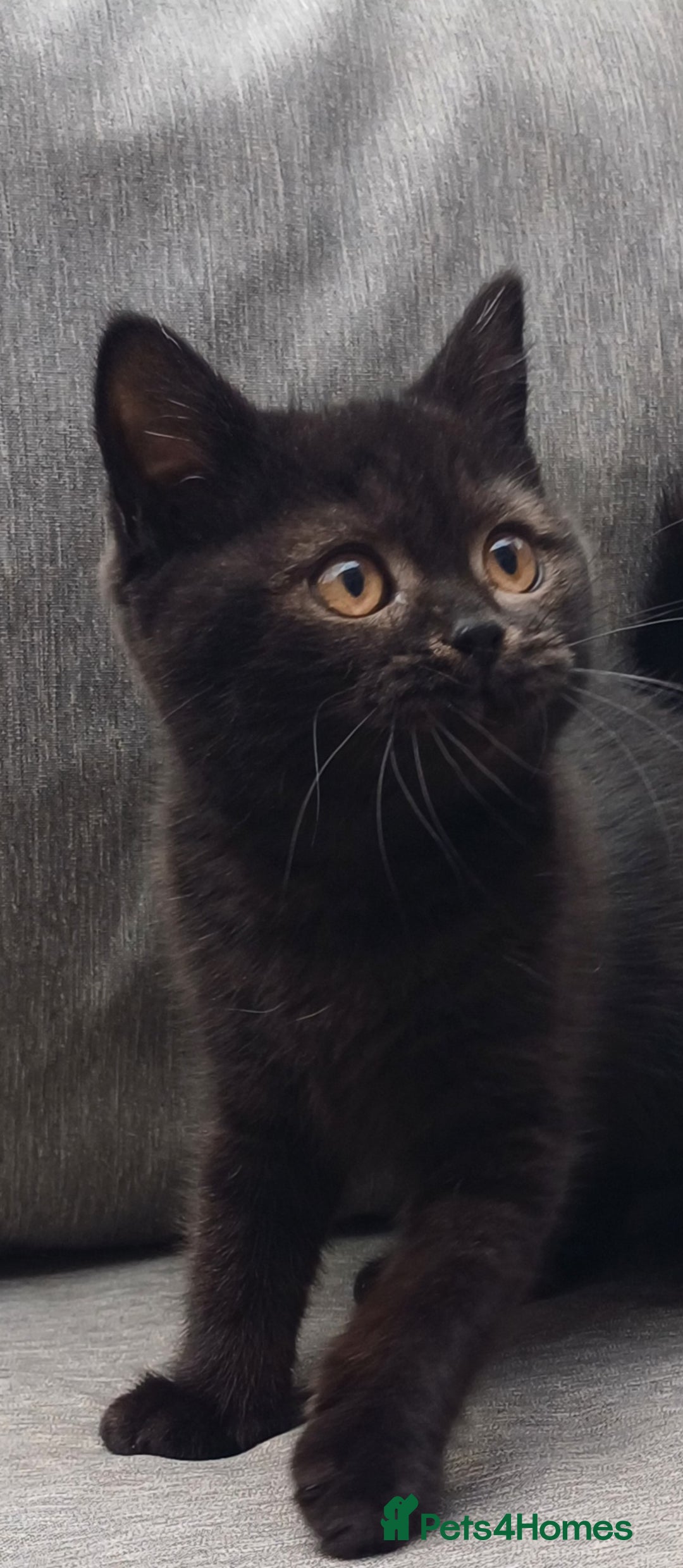 British Shorthair cats for sale: Ready now! Affectionate Black GCCF female - Image 15