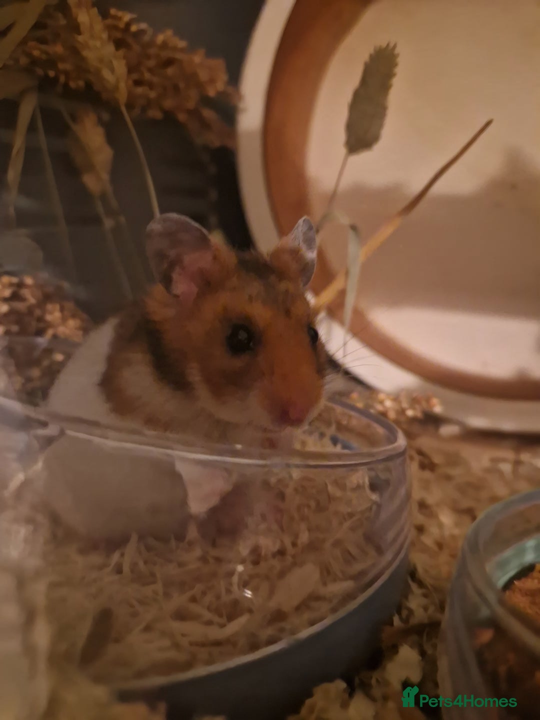 Hamster rodents for sale: Very friendly teddy bear hammy - Advert 9
