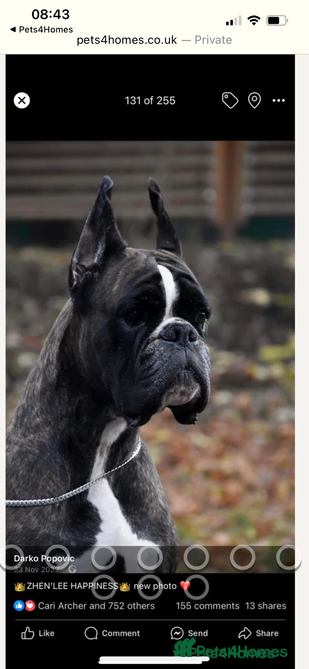Boxer dogs for stud: Extensively Health Tested European Stud in Cardiff - Advert 10