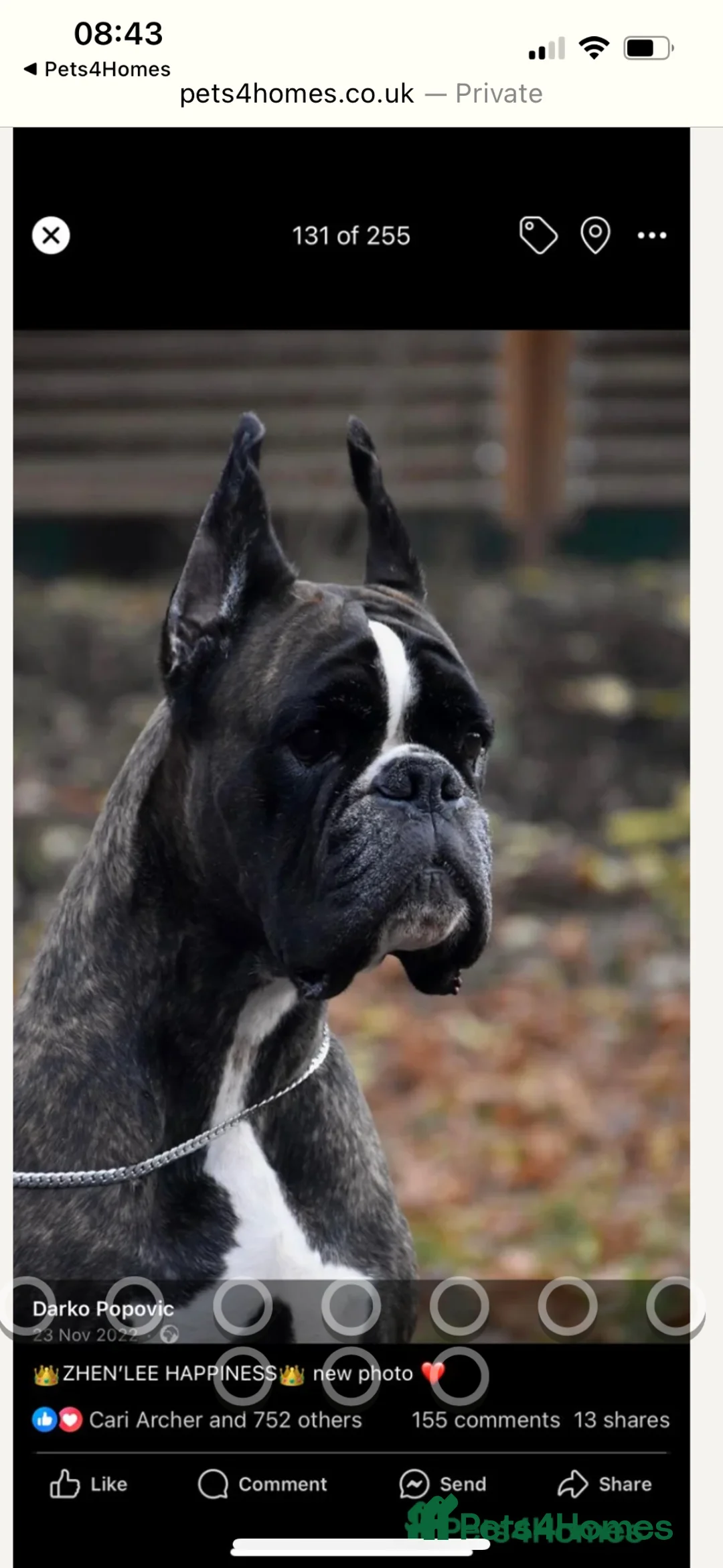 Boxer dogs for stud: Extensively Health Tested European Stud in Cardiff - Advert 10