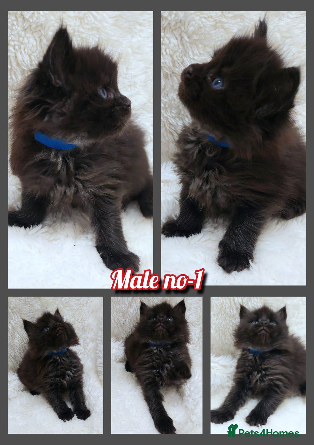 Maine Coon cats for sale: Beautiful Russian Bloodline babies  - Advert 5