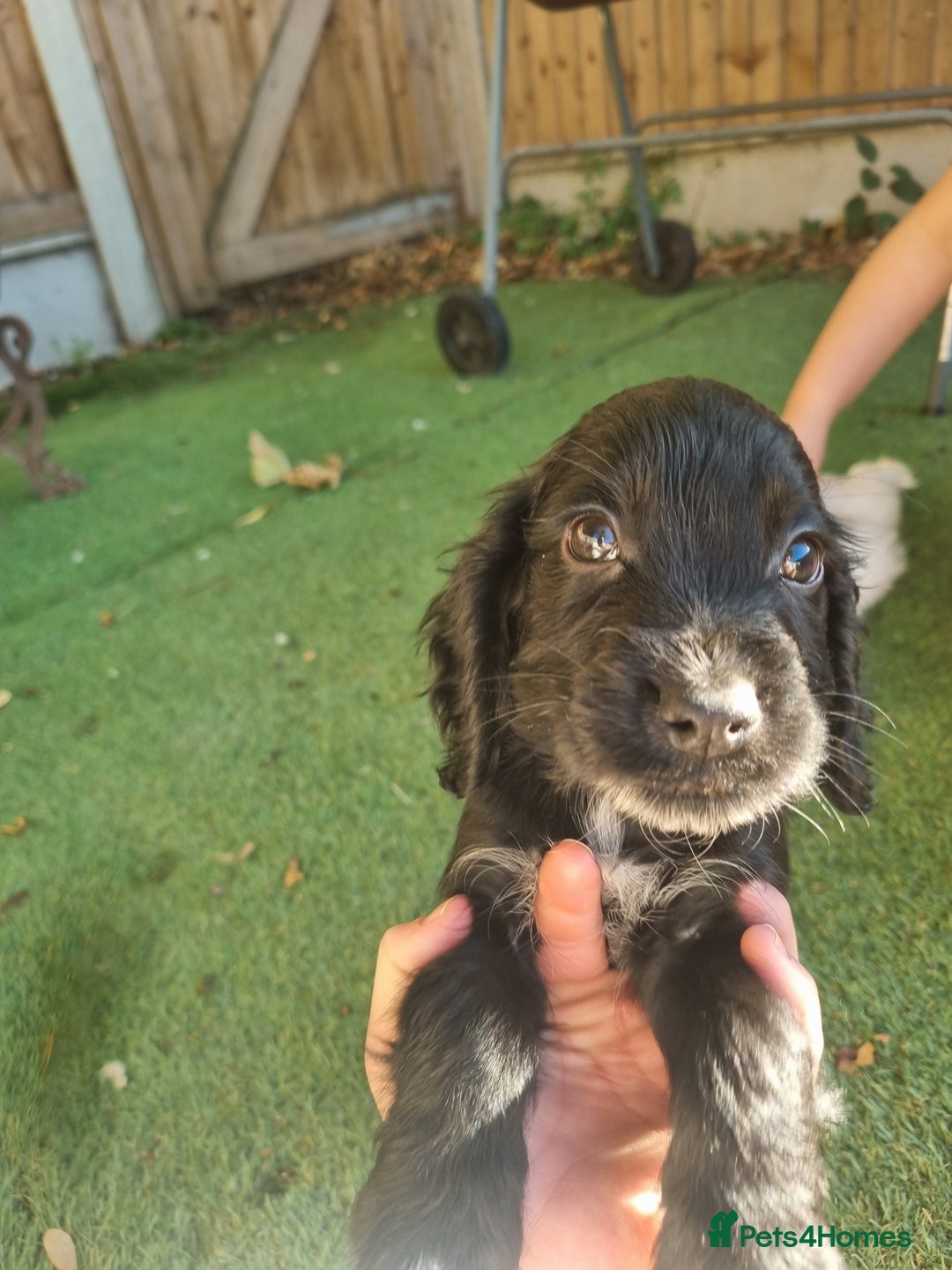 Cocker Spaniel dogs for sale: Stunning litter of cocker spaniels  - Image 6
